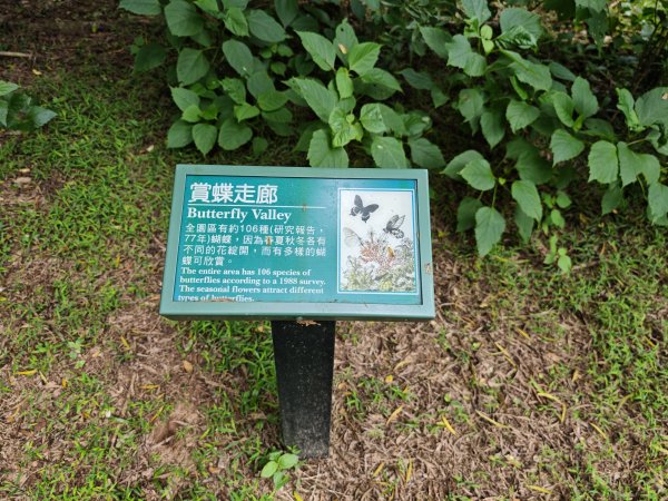 [百山百鳥尋旅-02/15] 2025_0809 社頂自然公園步道2857214