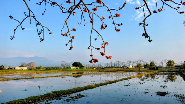 《臨江仙。木棉春色》2735228