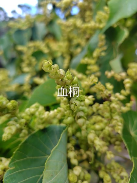 恆春大縱走連走白沙彌山出呆風草原2991458