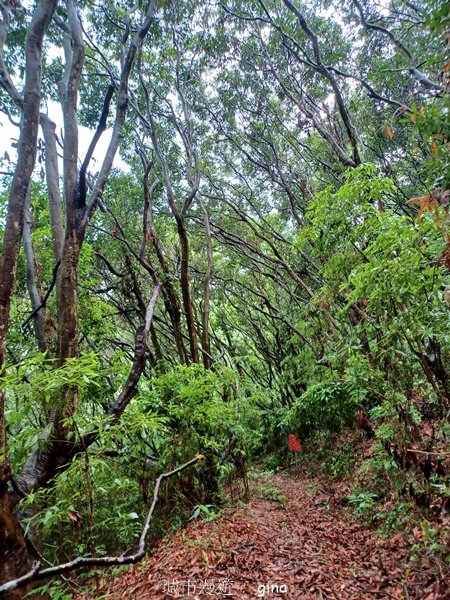 【台中霧峰】低海拔生態林相悠美。 奧山步道、桐林花廊步道、樟樹林步道、北坑溪步道O繞2570493