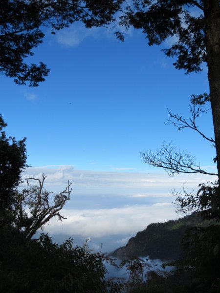 大雪山森林遊樂區觀鳥賞景20190105498291