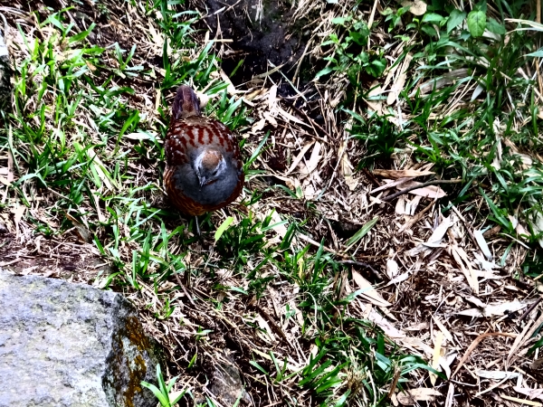 七星山主東峰登山步道82840