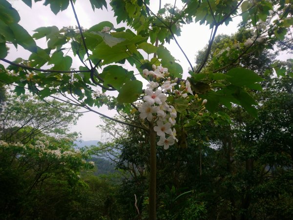 桐林花廊桐花開904015