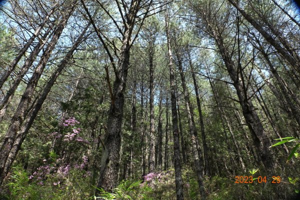 南投 仁愛 武法奈尾山2133739