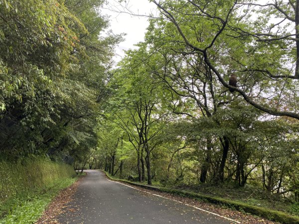 《走進竹子湖的清晨｜慢跑+美食＋泡湯享悠閒》2852685