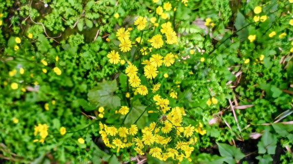 《蝶戀花。五色春深》2731652