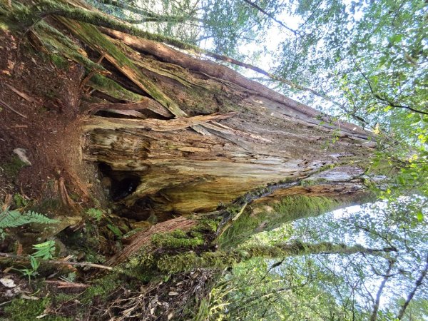 郡大林道19k之郡大神木群二刷～雲海滿出來～2451890