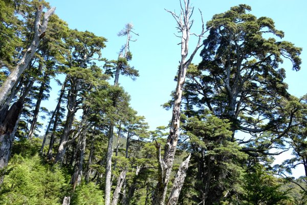 百岳單攻 | 遺世獨立‧白姑大山1369848