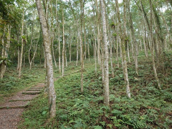 拳頭姆自然步道3007198