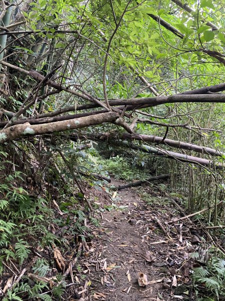 20250706-EP.08四寮溪生態步道-2025森遊竹縣皮皮獅探險隊2851861