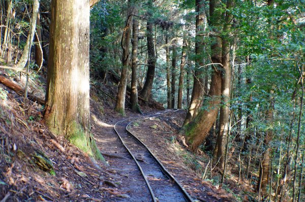 苗栗 南庄 加里山2963394