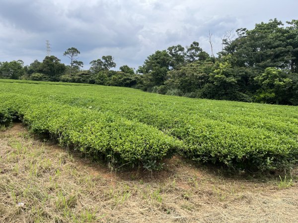 [皮皮獅探險隊-05/10] 2025_0706 石光古道2831845