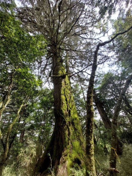 卯木山+合歡越嶺古道關原駐在所O型縱走1704909