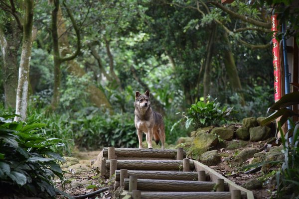 樹林大棟山／小百岳0151408546
