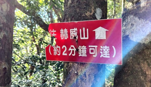 【中級山】插天山的奇幻世界，赫威山，赫威神木群步道2741313