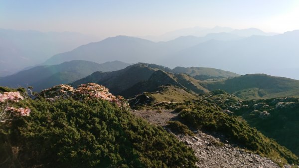 合歡山五座百岳賞杜鵑花587054