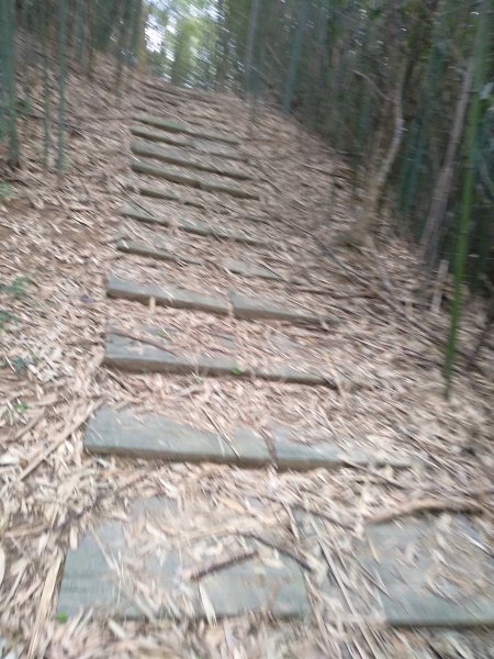 山塘背登山步道-竹林秘境1606258