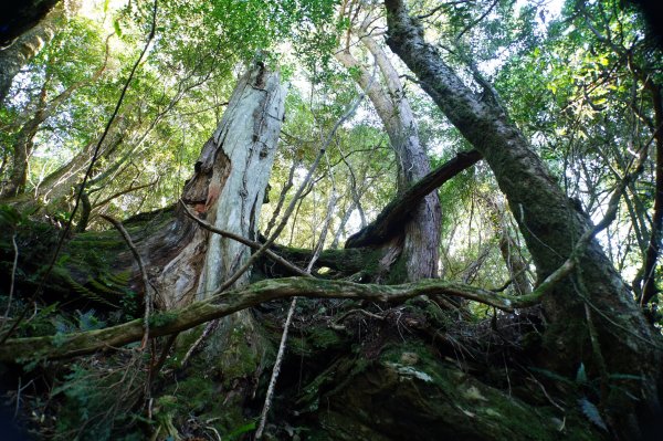 桃園 復興 把家灣山、低陸山2865358