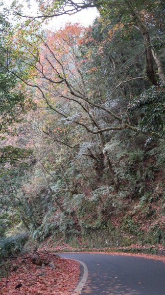 鳶嘴稍來賞楓行663225