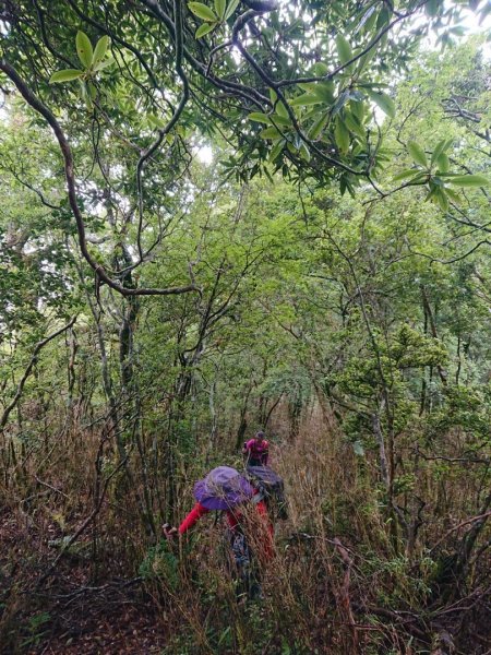 福巴越嶺古道上拉拉山（達觀山）1748364