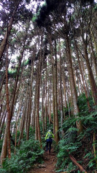 柳杉的國度-油羅山2095584