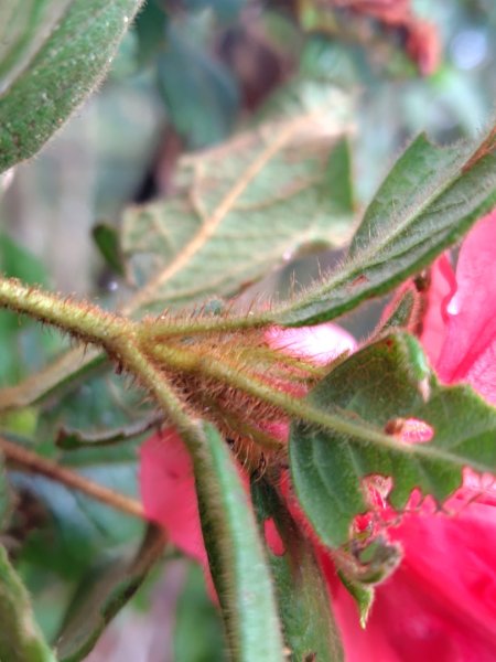 守關山南峰 守關山 守城大山2919121