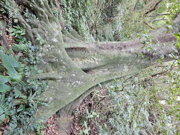 20260210南榮山.獅球嶺砲台群.劉銘傳隧道.天天鮮排骨飯2997132