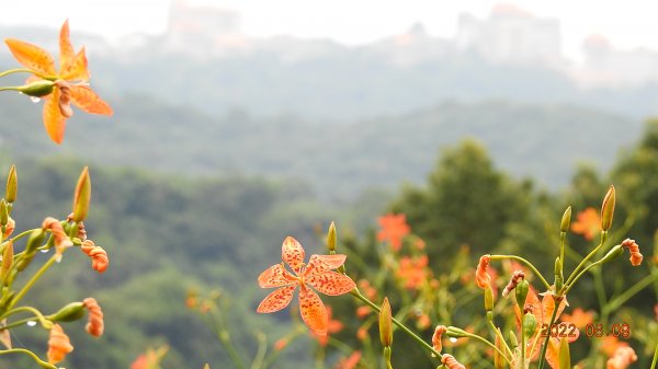 雲山水花鳥蝶 - 雲霧飄渺間的101大樓也是天空之城 ?1731705