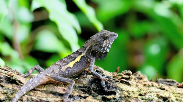 微笑山線和美山螢火蟲段2845891