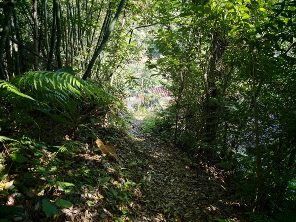 [淡蘭古道] 2026_0614 南路第二段_倒照湖山步道3096913