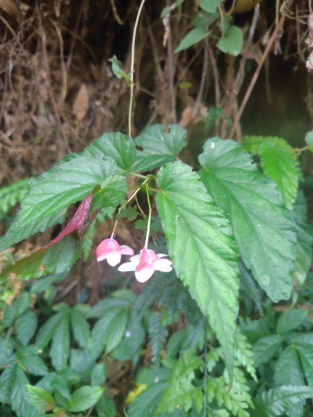 多納六秀 京大山2957561