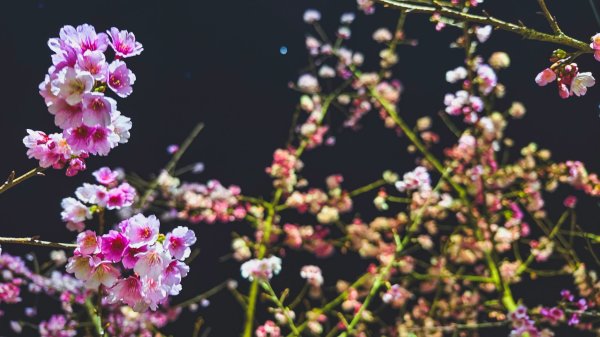 【台灣健行】春艷 • 寶山二集團2698565
