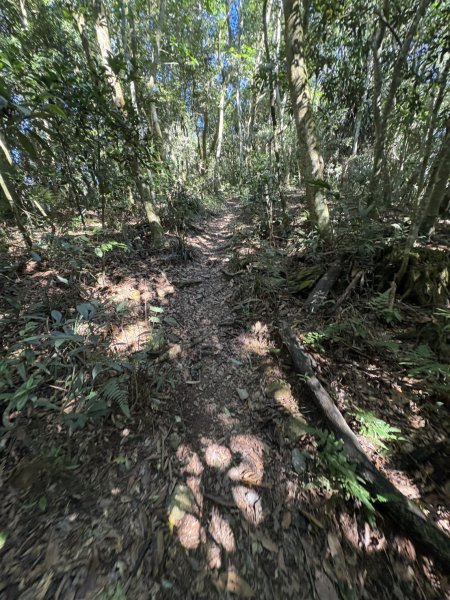 20251116鳴海山、網子山登山步道2938366