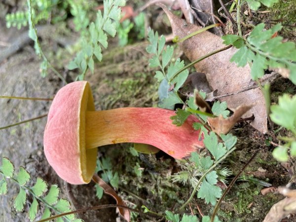 微笑山⛰️線-大棟-二格山-五分山-天上山-鳶山💎12條步道完成💙2841438