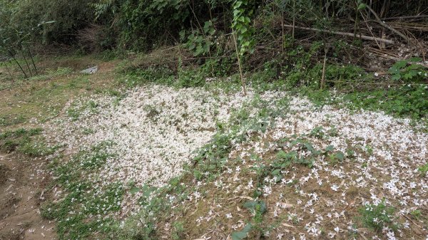 115.04.18寶山水庫+5連群峰之旅3039688