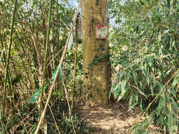 20260223柯子湖山菜堂山尖山沙湖壢山與寶山水庫基石3012612