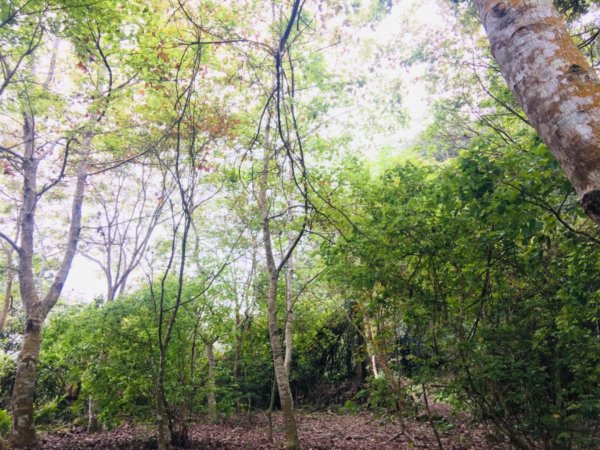 瓏美麗一週一步道（馬那邦山）558303