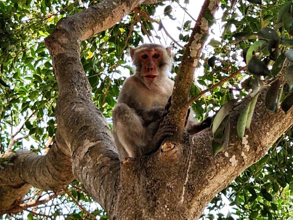 小百岳No.77⛰壽山3025157