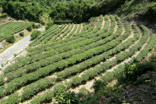 104-07-18 石門茶山步道、尖山湖步道、青山瀑布20990