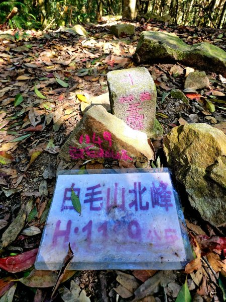 白毛山-谷關七雄(老六)3015204