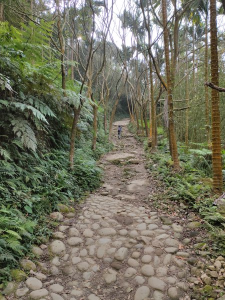 關子嶺大凍山814064