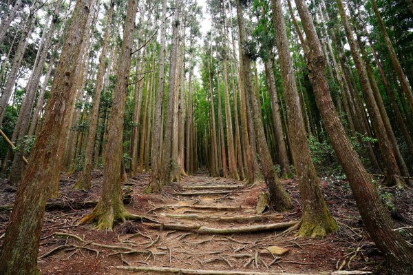 臺中 和平 大崠山、長壽山、醜崠山3028318