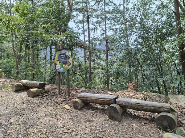 《南投》松濤徐徐｜惠蓀林場關刀山林道上巨松台環山嵐小徑202603213021366