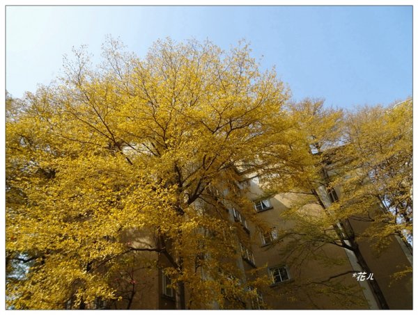 小葉欖仁/黃金雨1634909