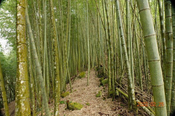 嘉義 阿里山 卓武山1623092