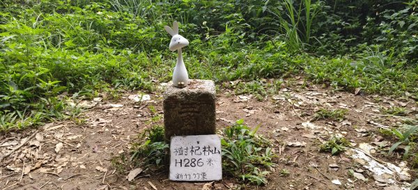 2026/05/10 竹東森林公園步道+樹杞林山O型3052535