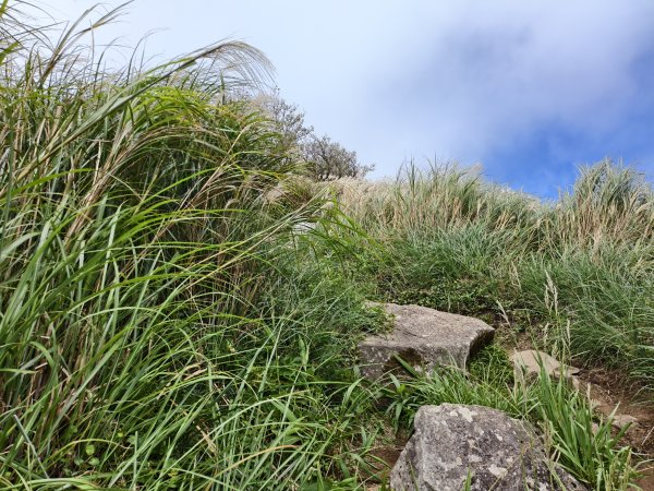 [百山百鳥尋旅-11/15] 2025_0927 大屯主峰-連峰步道_大屯山西峰2899469