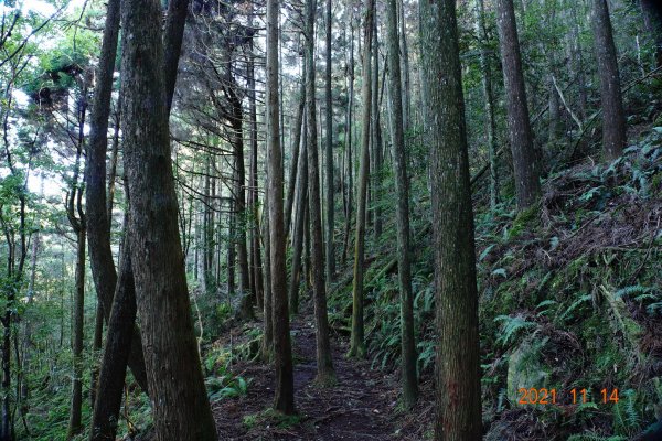 臺中 和平 橫嶺山自然步道、橫嶺山1514965