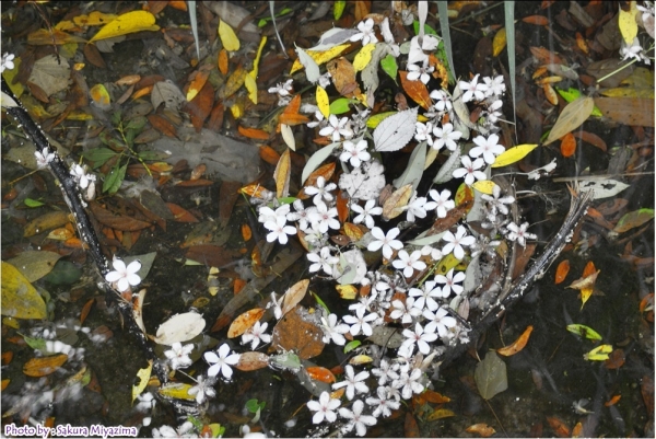五月雪-油桐花之美18022
