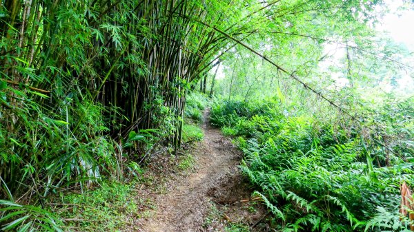 石笋古道,焿子寮古道,松子嶺古道2798322